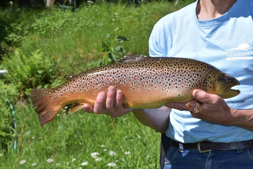 Pisciculture du Breuchin